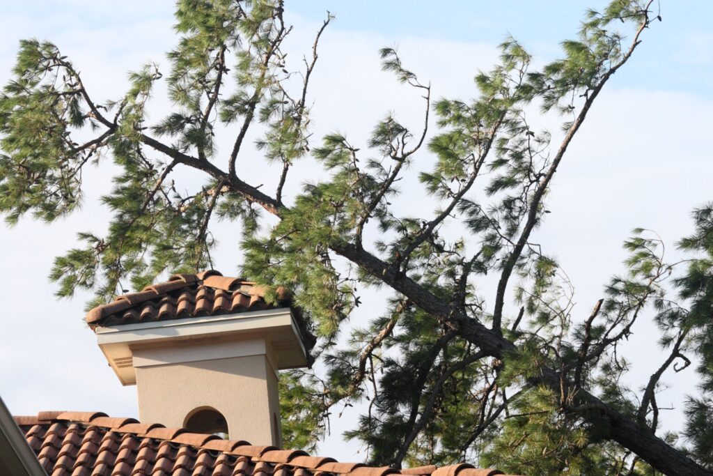 Steps to Take if Your Roof Suffers Tree Damage