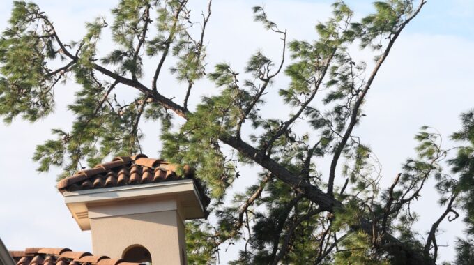 Steps To Take If Your Roof Suffers Tree Damage